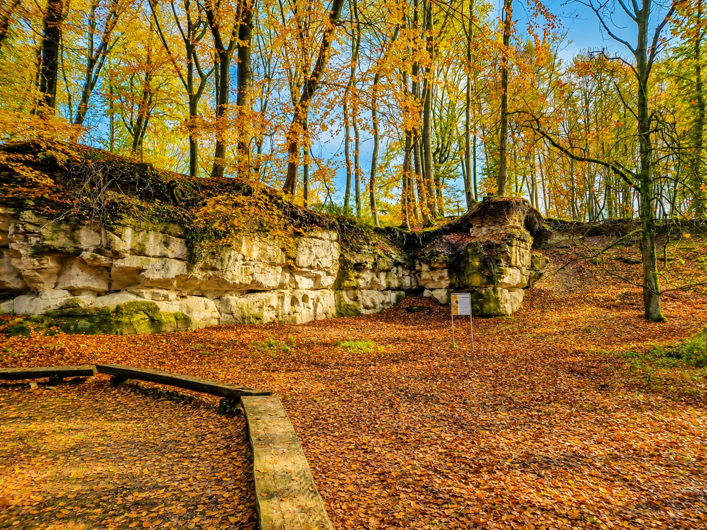 Herbstlicher Wald in der Dümmerregion