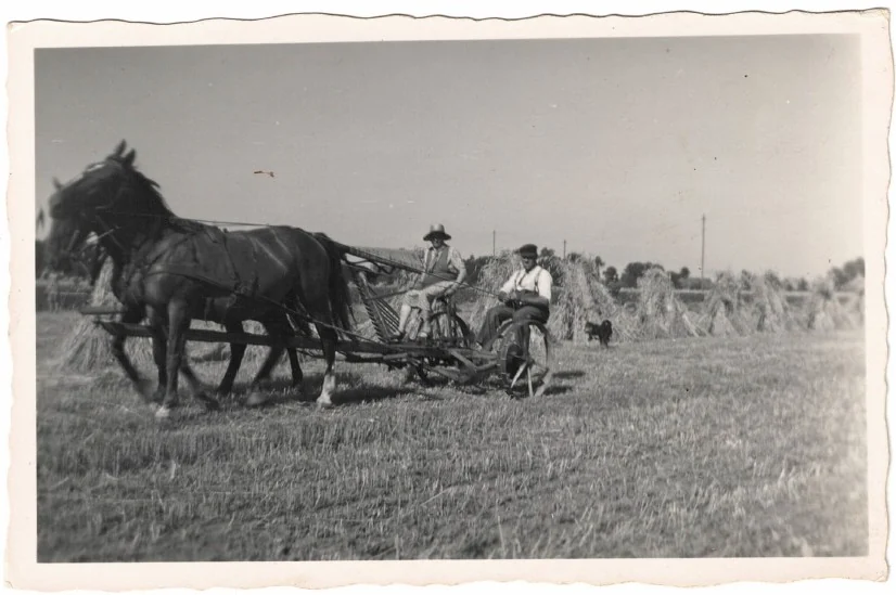Historische Feldarbeit mit Pferdegespann